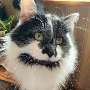 Meet your Posher, Pete